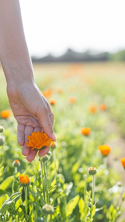 hand picking calendula