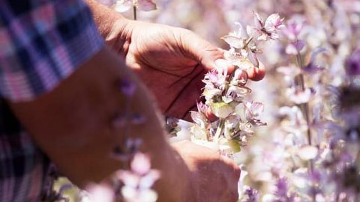 sage harvesting