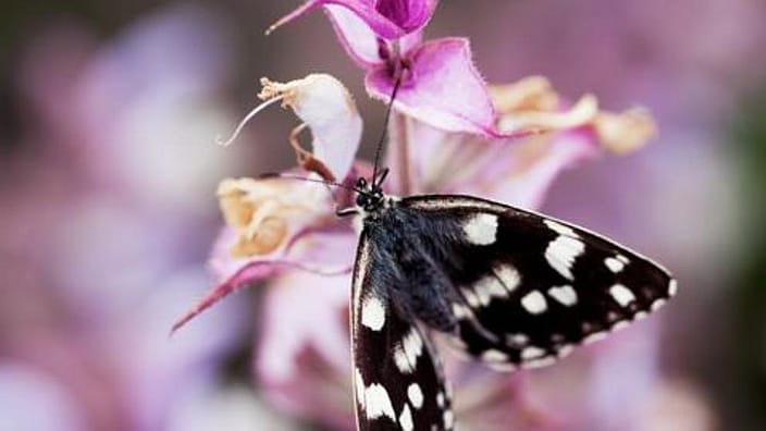 butterfly on sage