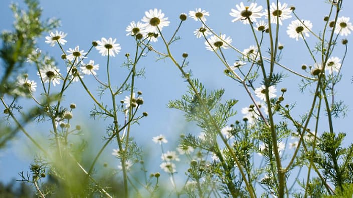 flowerfield