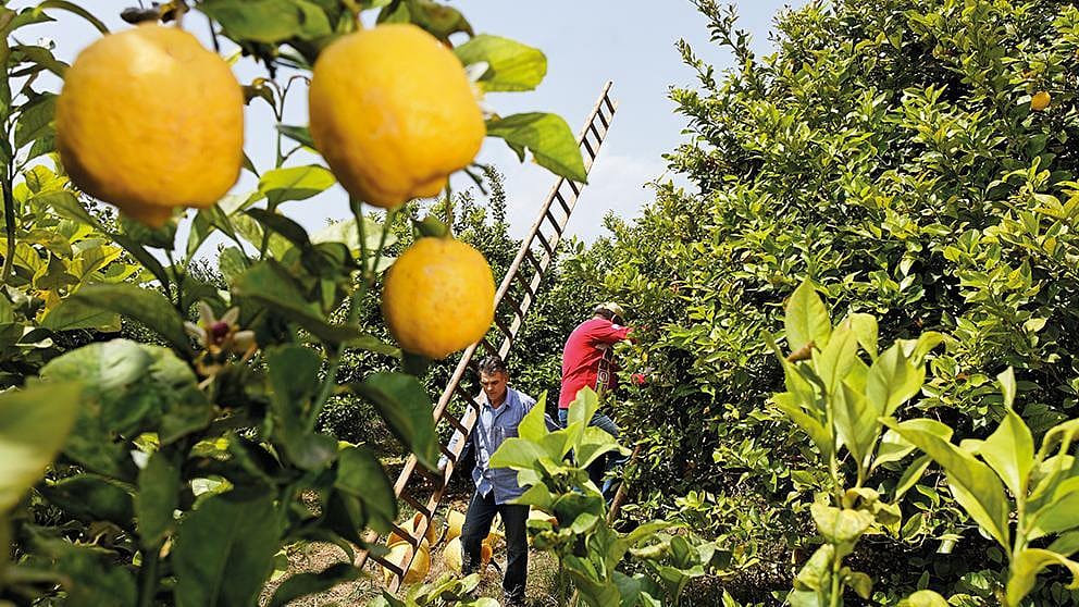 lemon tree