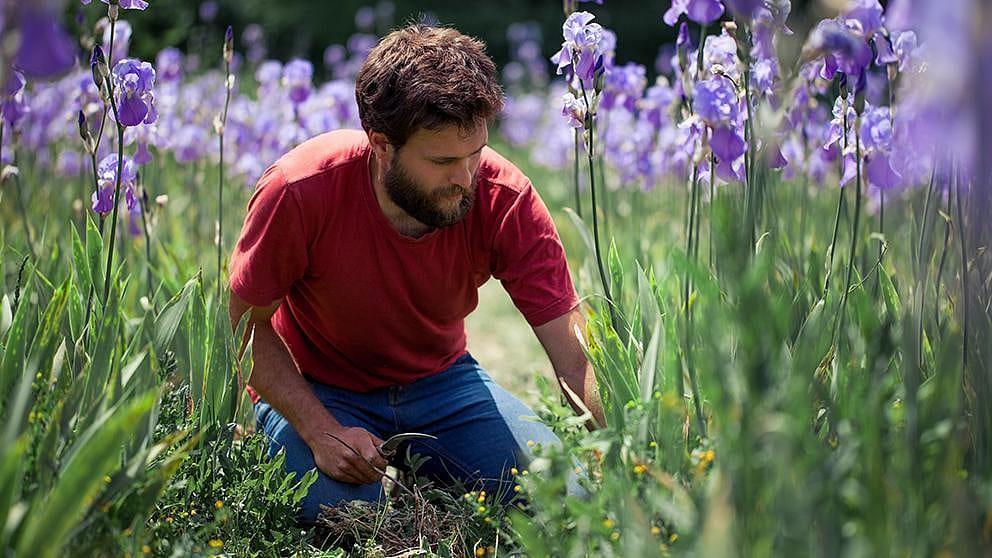 iris harvesting